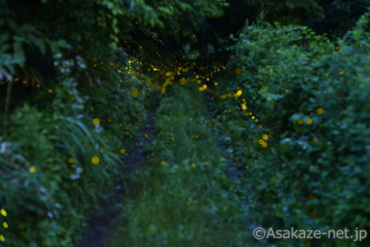 �q���{�^���P