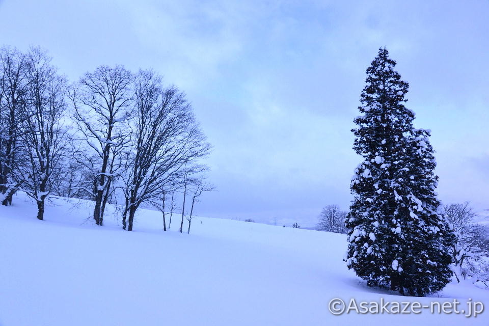 ���������q��ɓY���ĕ����܂�