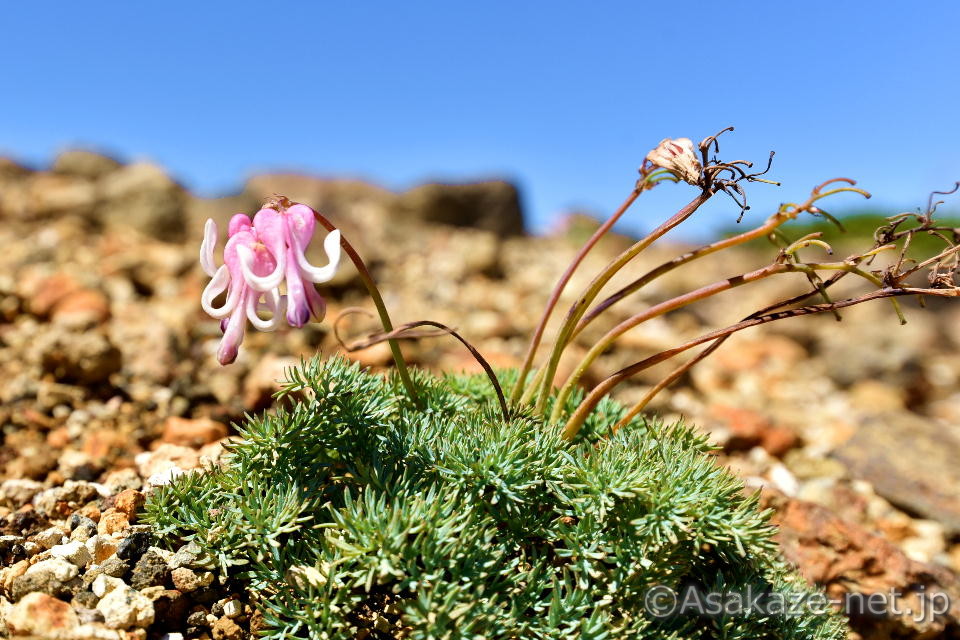 8���̃R�}�N�T