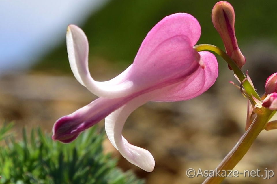 �t���Ō����R�}�N�T