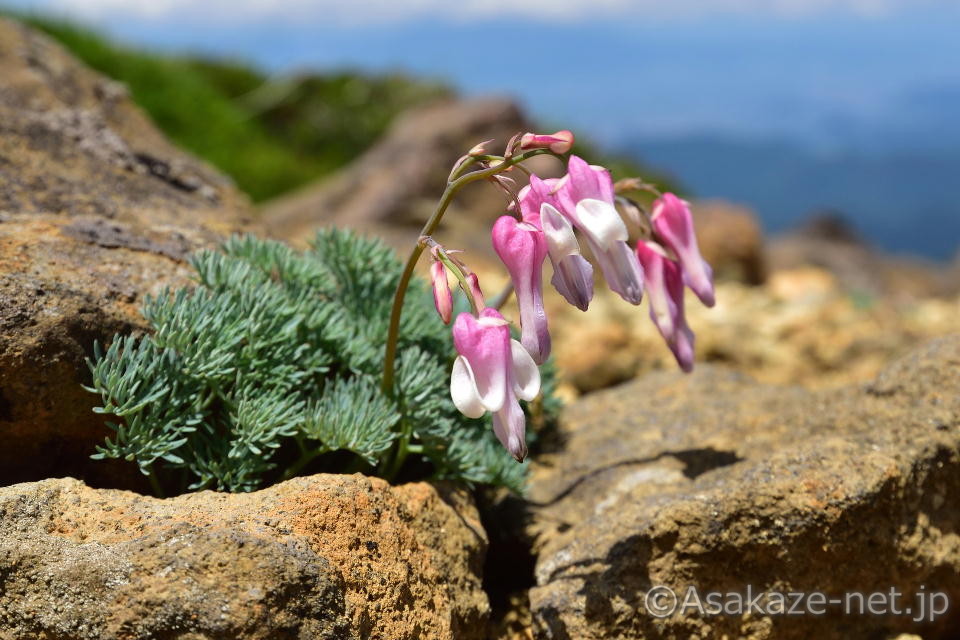 ��̊ԂɈ�R�}�N�T