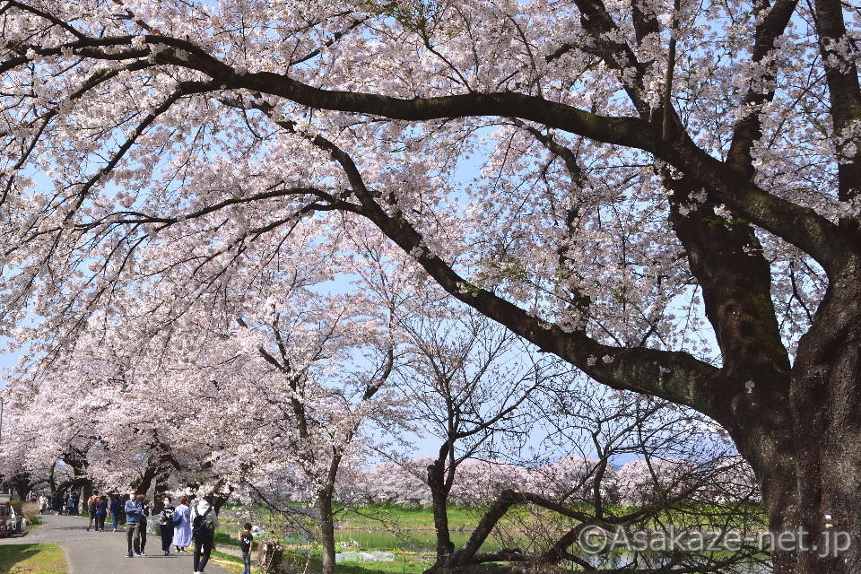 ���ΐ���ڐ�{��1