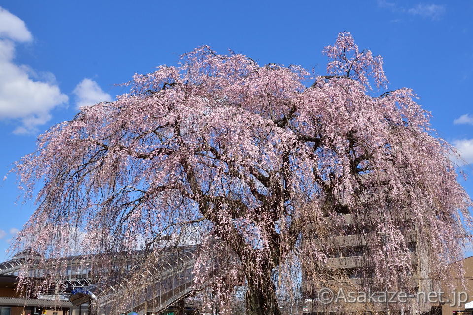 ���q�w�O�̂�������F��������ʂ����ʐ^