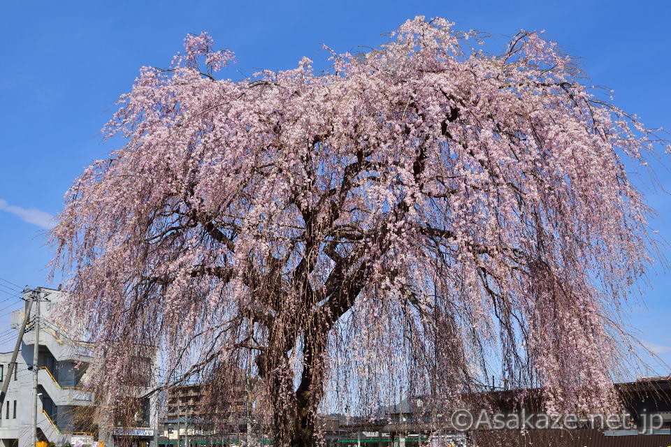 ���q�w�O�̂�������F��������ʂ����ʐ^