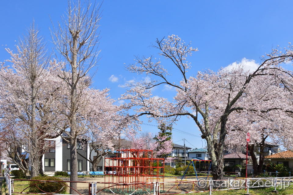 ���q�c�n�P������1