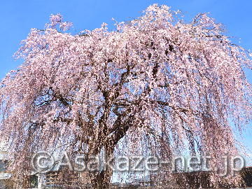 ���q�E�G�̍�