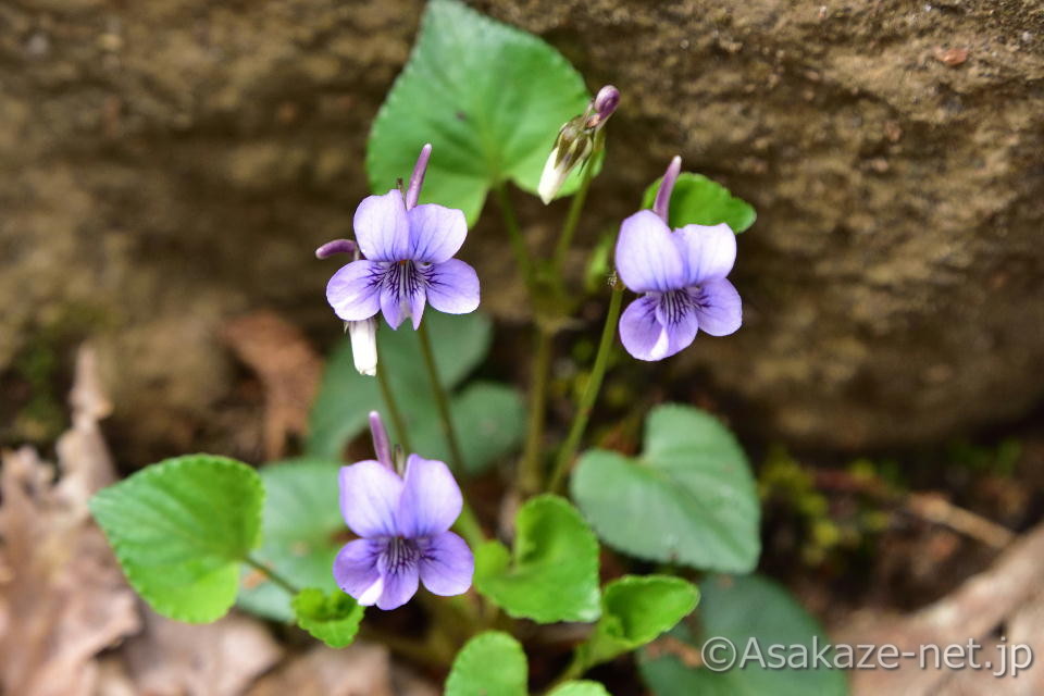 �X�~���̒���