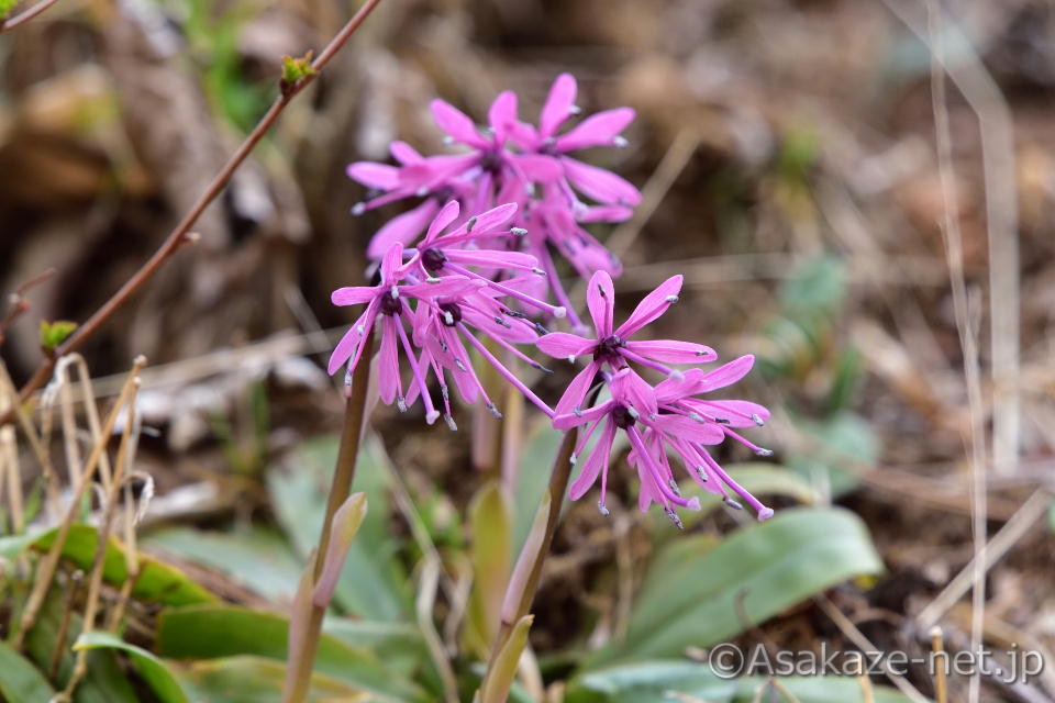 �V���E�W���E�o�J�}