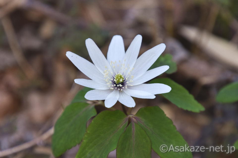 �A�Y�}�C�`�Q