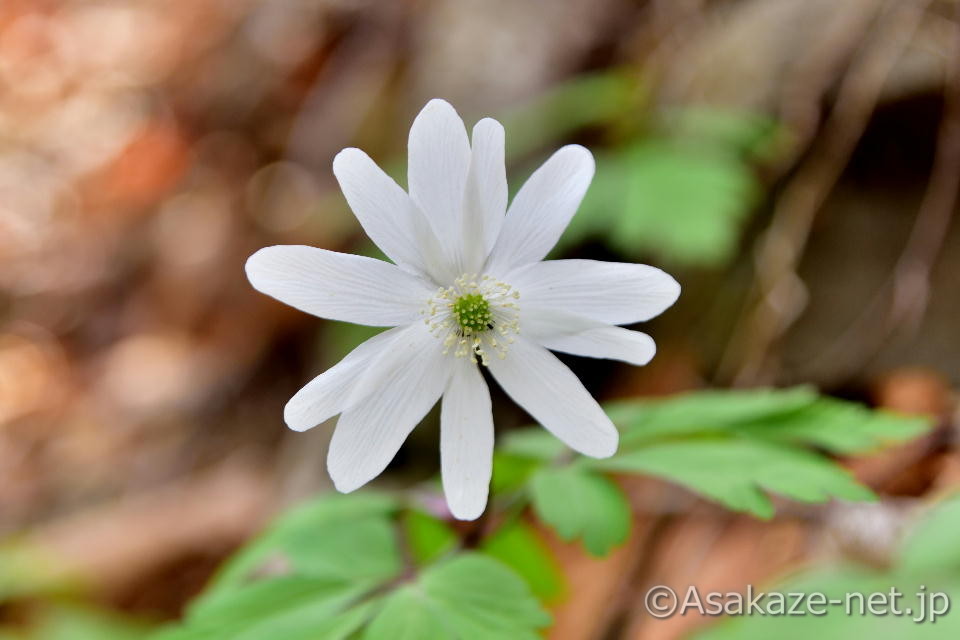 �L�N�U�L�C�`�Q