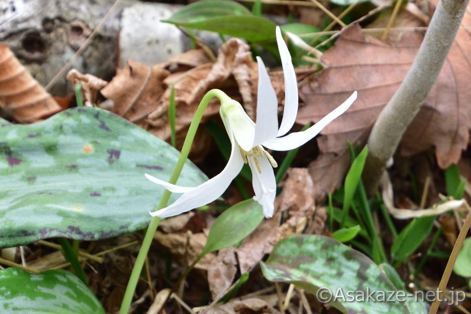 �J�^�N���i���ԁj