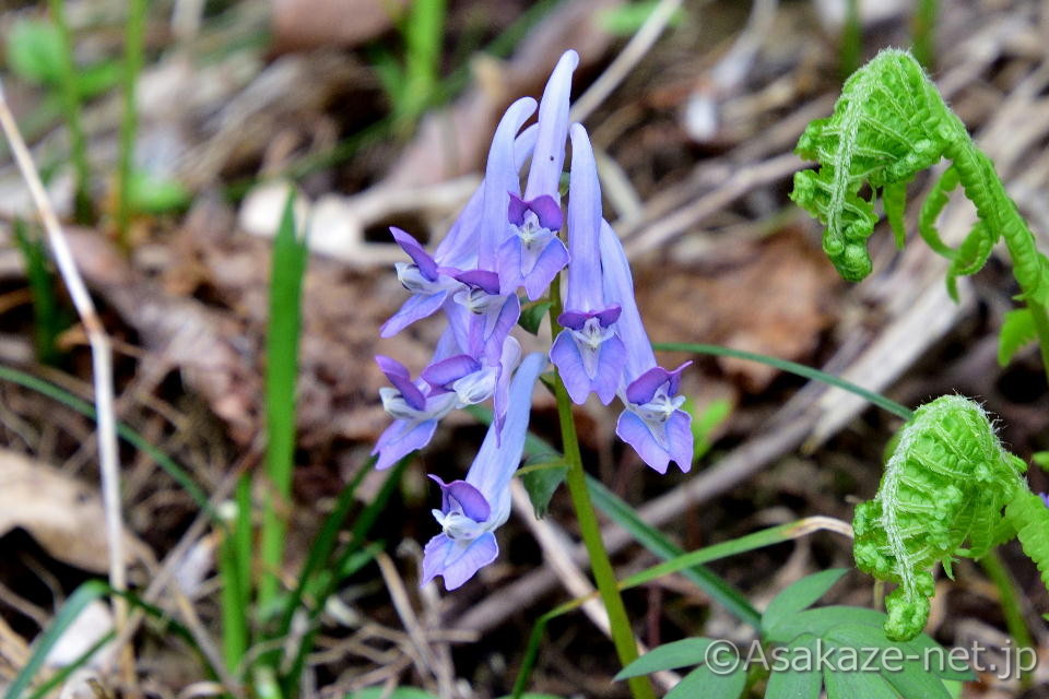 ���}�G���S�T�N