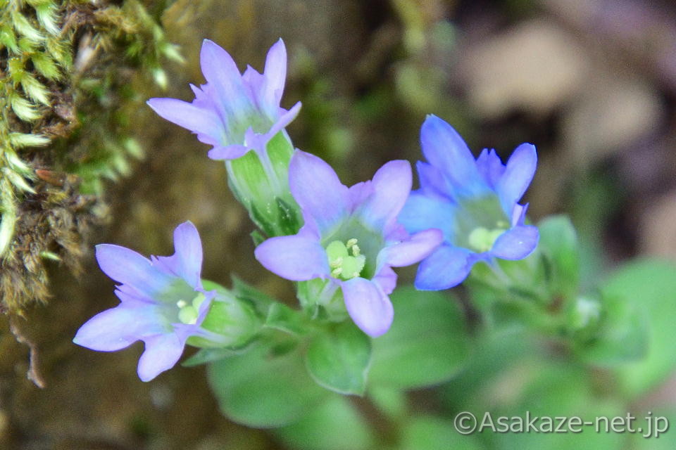 �t�f�����h�E