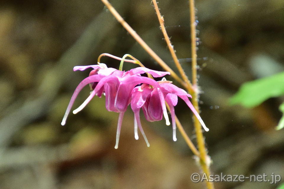 �C�J���\�E