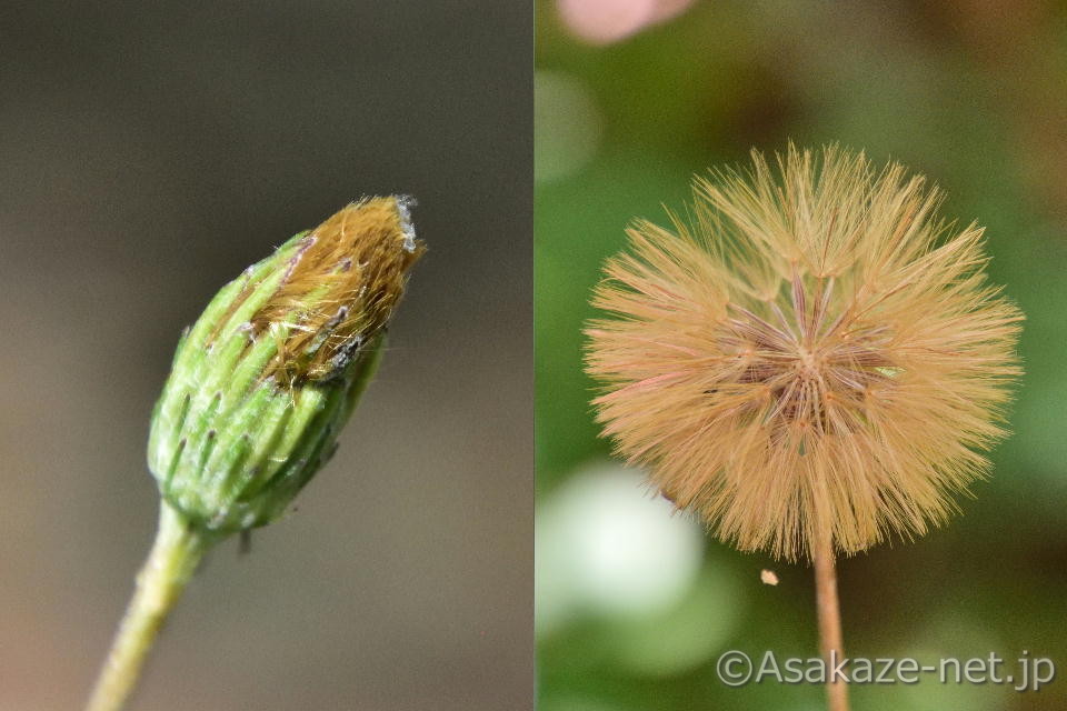 �H�̕��ԂƊJ��������