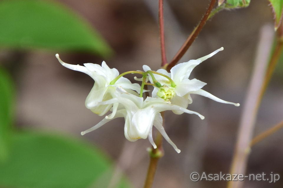 �C�J���\�E�i���ԁj